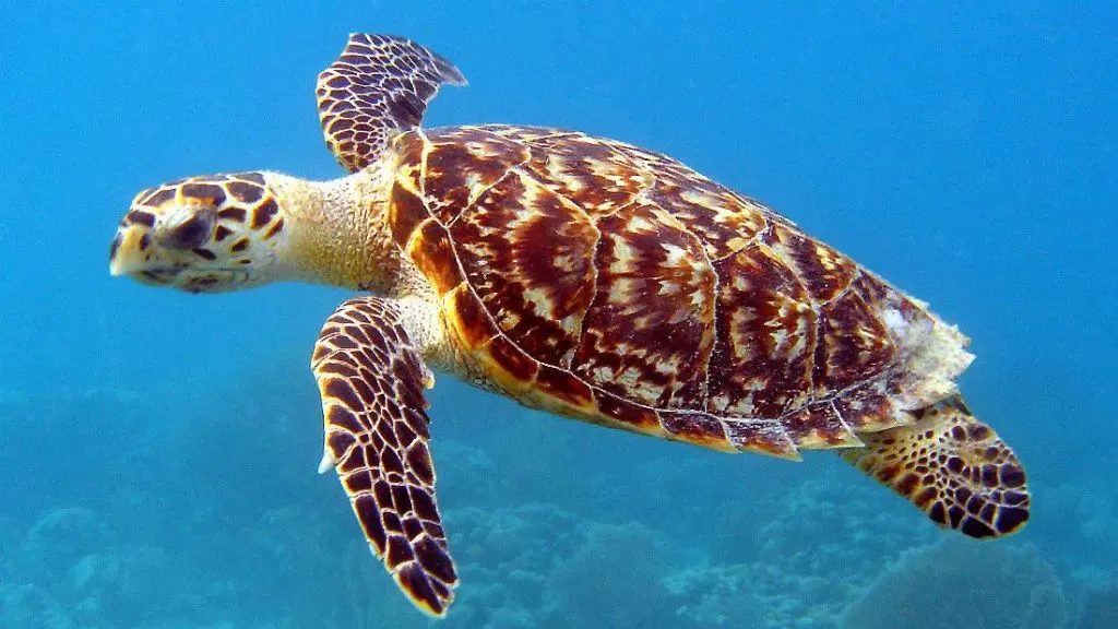 A sea turtle swimming near Akumal, Mexico